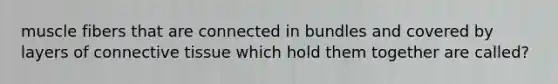 muscle fibers that are connected in bundles and covered by layers of connective tissue which hold them together are called?