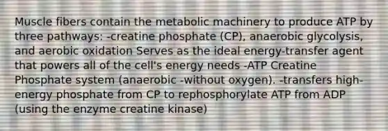 Muscle fibers contain the metabolic machinery to produce ATP by three pathways: -creatine phosphate (CP), anaerobic glycolysis, and aerobic oxidation Serves as the ideal energy-transfer agent that powers all of the cell's energy needs -ATP Creatine Phosphate system (anaerobic -without oxygen). -transfers high-energy phosphate from CP to rephosphorylate ATP from ADP (using the enzyme creatine kinase)