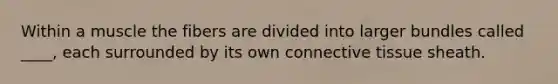 Within a muscle the fibers are divided into larger bundles called ____, each surrounded by its own connective tissue sheath.
