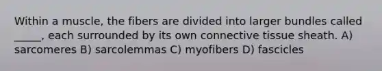 Within a muscle, the fibers are divided into larger bundles called _____, each surrounded by its own <a href='https://www.questionai.com/knowledge/kYDr0DHyc8-connective-tissue' class='anchor-knowledge'>connective tissue</a> sheath. A) sarcomeres B) sarcolemmas C) myofibers D) fascicles