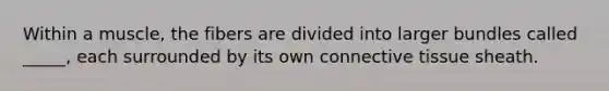 Within a muscle, the fibers are divided into larger bundles called _____, each surrounded by its own connective tissue sheath.