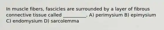 In muscle fibers, fascicles are surrounded by a layer of fibrous connective tissue called __________. A) perimysium B) epimysium C) endomysium D) sarcolemma