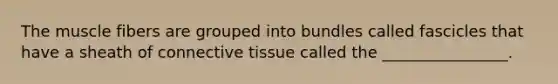 The muscle fibers are grouped into bundles called fascicles that have a sheath of <a href='https://www.questionai.com/knowledge/kYDr0DHyc8-connective-tissue' class='anchor-knowledge'>connective tissue</a> called the ________________.