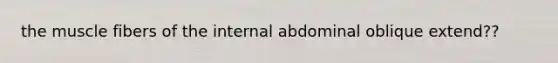 the muscle fibers of the internal abdominal oblique extend??