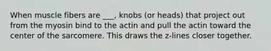 When muscle fibers are ___, knobs (or heads) that project out from the myosin bind to the actin and pull the actin toward the center of the sarcomere. This draws the z-lines closer together.