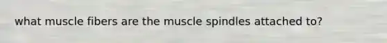 what muscle fibers are the muscle spindles attached to?