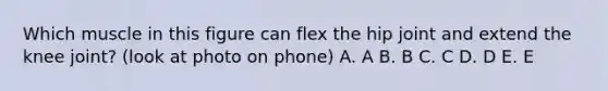 Which muscle in this figure can flex the hip joint and extend the knee joint? (look at photo on phone) A. A B. B C. C D. D E. E