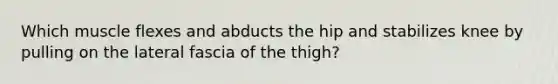 Which muscle flexes and abducts the hip and stabilizes knee by pulling on the lateral fascia of the thigh?