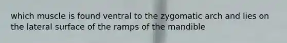 which muscle is found ventral to the zygomatic arch and lies on the lateral surface of the ramps of the mandible