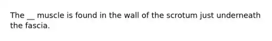 The __ muscle is found in the wall of the scrotum just underneath the fascia.