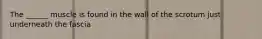 The ______ muscle is found in the wall of the scrotum just underneath the fascia