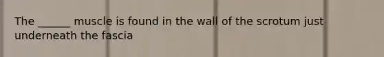 The ______ muscle is found in the wall of the scrotum just underneath the fascia