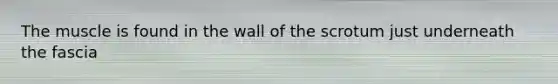 The muscle is found in the wall of the scrotum just underneath the fascia