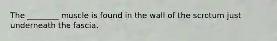 The ________ muscle is found in the wall of the scrotum just underneath the fascia.