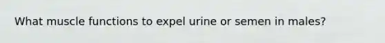 What muscle functions to expel urine or semen in males?