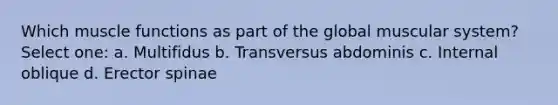 Which muscle functions as part of the global muscular system? Select one: a. Multifidus b. Transversus abdominis c. Internal oblique d. Erector spinae