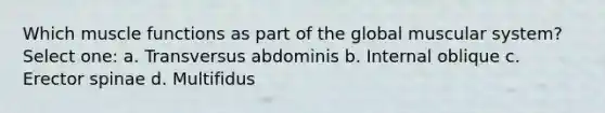 Which muscle functions as part of the global muscular system? Select one: a. Transversus abdominis b. Internal oblique c. Erector spinae d. Multifidus