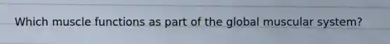 Which muscle functions as part of the global muscular system?