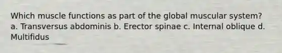 Which muscle functions as part of the global muscular system? a. Transversus abdominis b. Erector spinae c. Internal oblique d. Multifidus