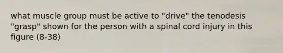 what muscle group must be active to "drive" the tenodesis "grasp" shown for the person with a spinal cord injury in this figure (8-38)