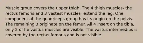 Muscle group covers the upper thigh. The 4 thigh muscles- the rectus femoris and 3 vastest muscles- extend the leg. One component of the quadriceps group has its origin on the pelvis. The remaining 3 originate on the femur. All 4 insert on the tibia, only 2 of he vastus muscles are visible. The vastus intermedius is covered by the rectus femoris and is not visible