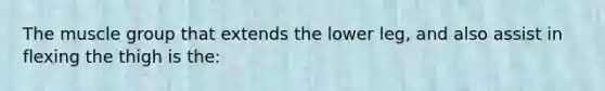 The muscle group that extends the lower leg, and also assist in flexing the thigh is the: