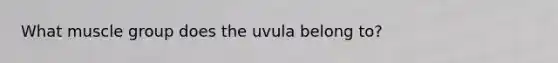 What muscle group does the uvula belong to?