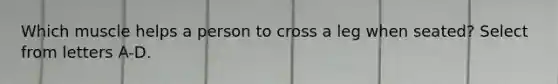 Which muscle helps a person to cross a leg when seated? Select from letters A-D.