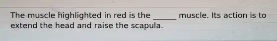 The muscle highlighted in red is the ______ muscle. Its action is to extend the head and raise the scapula.