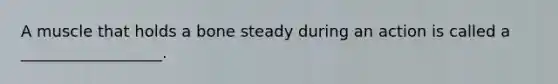 A muscle that holds a bone steady during an action is called a __________________.