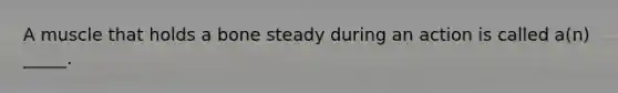 A muscle that holds a bone steady during an action is called a(n) _____.