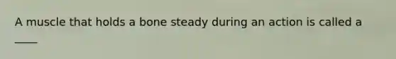 A muscle that holds a bone steady during an action is called a ____