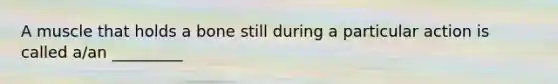 A muscle that holds a bone still during a particular action is called a/an _________