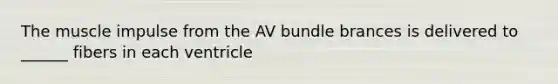 The muscle impulse from the AV bundle brances is delivered to ______ fibers in each ventricle