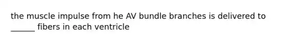 the muscle impulse from he AV bundle branches is delivered to ______ fibers in each ventricle