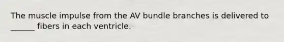 The muscle impulse from the AV bundle branches is delivered to ______ fibers in each ventricle.