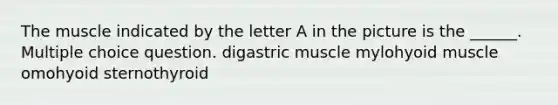 The muscle indicated by the letter A in the picture is the ______. Multiple choice question. digastric muscle mylohyoid muscle omohyoid sternothyroid