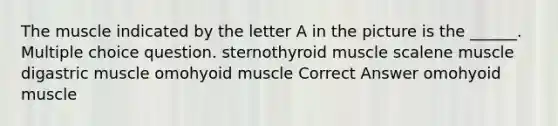 The muscle indicated by the letter A in the picture is the ______. Multiple choice question. sternothyroid muscle scalene muscle digastric muscle omohyoid muscle Correct Answer omohyoid muscle