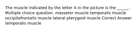 The muscle indicated by the letter A in the picture is the ______. Multiple choice question. masseter muscle temporalis muscle occipitofrontalis muscle lateral pterygoid muscle Correct Answer temporalis muscle