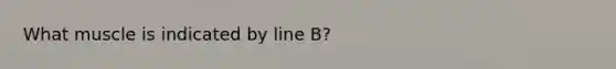 What muscle is indicated by line B?