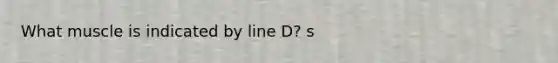 What muscle is indicated by line D? s