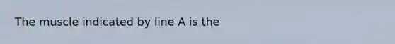 The muscle indicated by line A is the