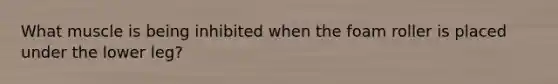 What muscle is being inhibited when the foam roller is placed under the lower leg?