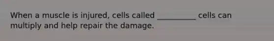 When a muscle is injured, cells called __________ cells can multiply and help repair the damage.