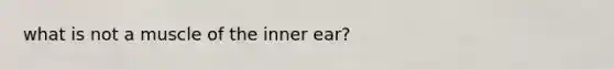 what is not a muscle of the inner ear?