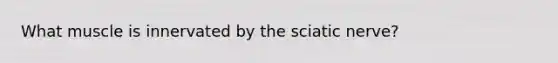 What muscle is innervated by the sciatic nerve?