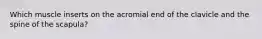 Which muscle inserts on the acromial end of the clavicle and the spine of the scapula?