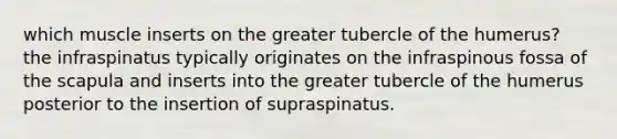 which muscle inserts on the greater tubercle of the humerus? the infraspinatus typically originates on the infraspinous fossa of the scapula and inserts into the greater tubercle of the humerus posterior to the insertion of supraspinatus.