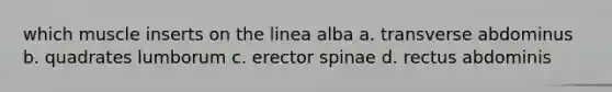 which muscle inserts on the linea alba a. transverse abdominus b. quadrates lumborum c. erector spinae d. rectus abdominis