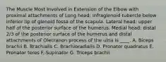 The Muscle Most Involved in Extension of the Elbow with proximal attachments of Long head: infraglenoid tubercle below inferior lip of glenoid fossa of the scapula. Lateral head: upper half of the posterior surface of the humerus. Medial head: distal 2/3 of the posterior surface of the humerus and distal attachments of Olecranon process of the ulna is ____. A. Biceps brachii B. Brachialis C. Brachioradialis D. Pronator quadratus E. Pronator teres F. Supinator G. Triceps brachii